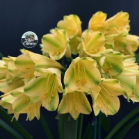Utopia Clivias